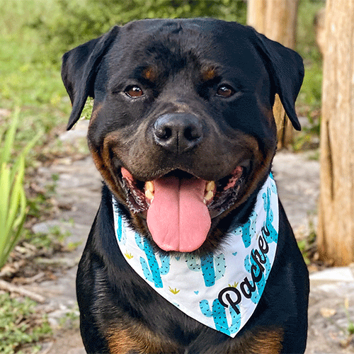 Gorgeous Male Rottweiler