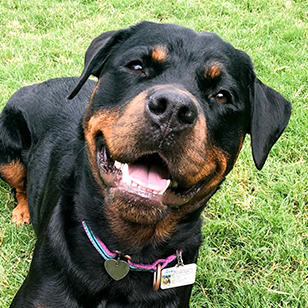 Smiling Rottweiler 